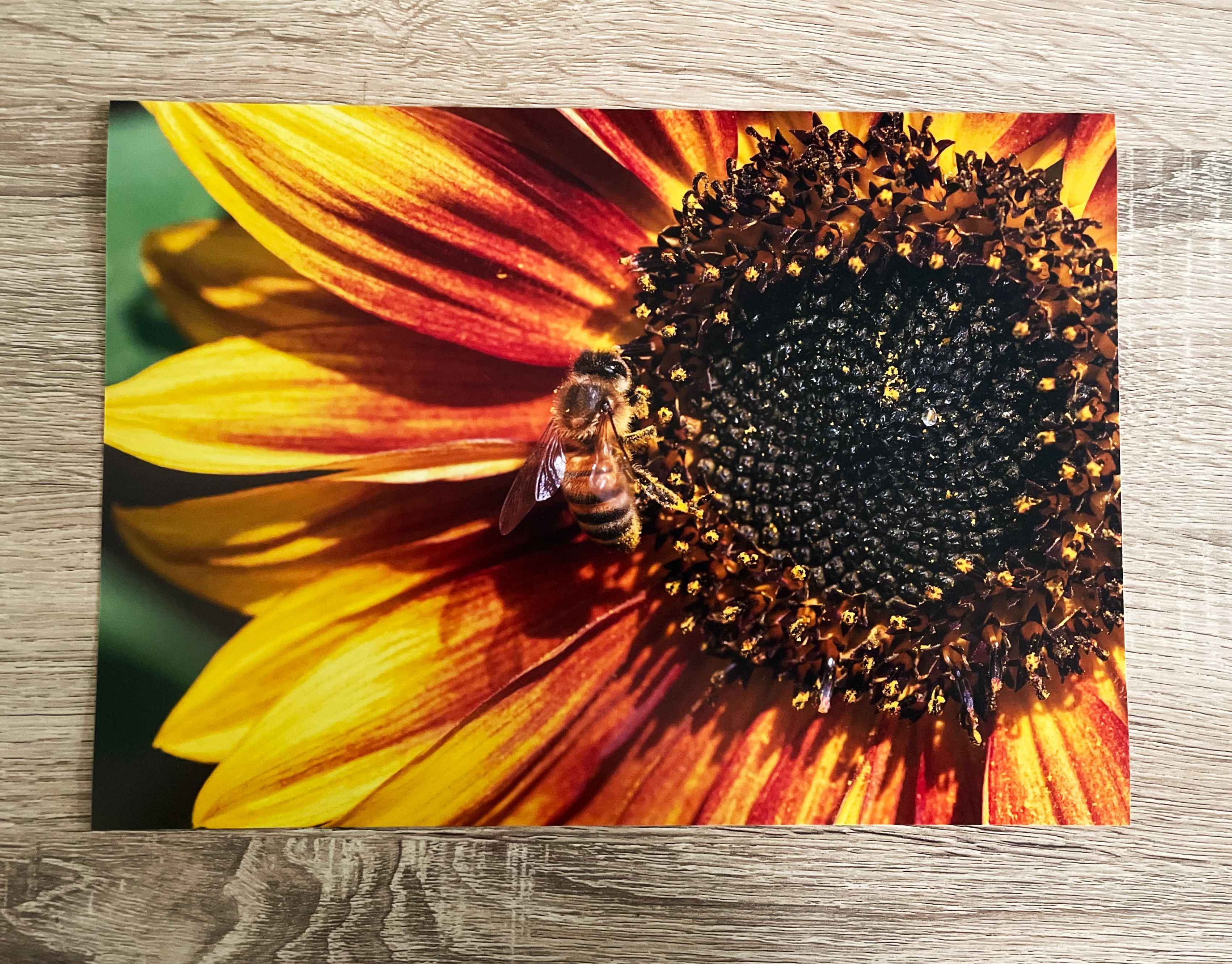 Bee and the Sunflower - A4 Print