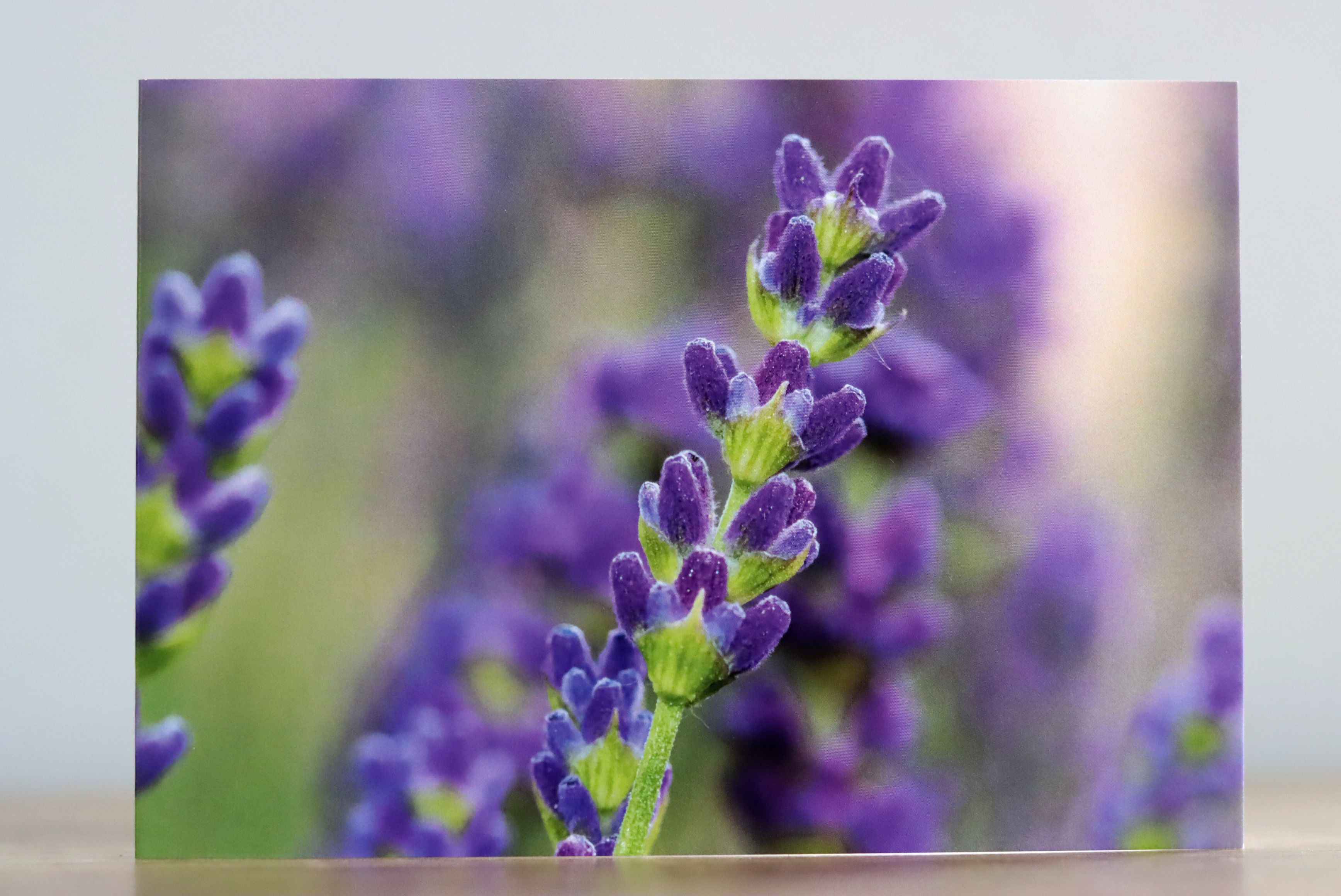 Lavender - Photographic Greeting Card