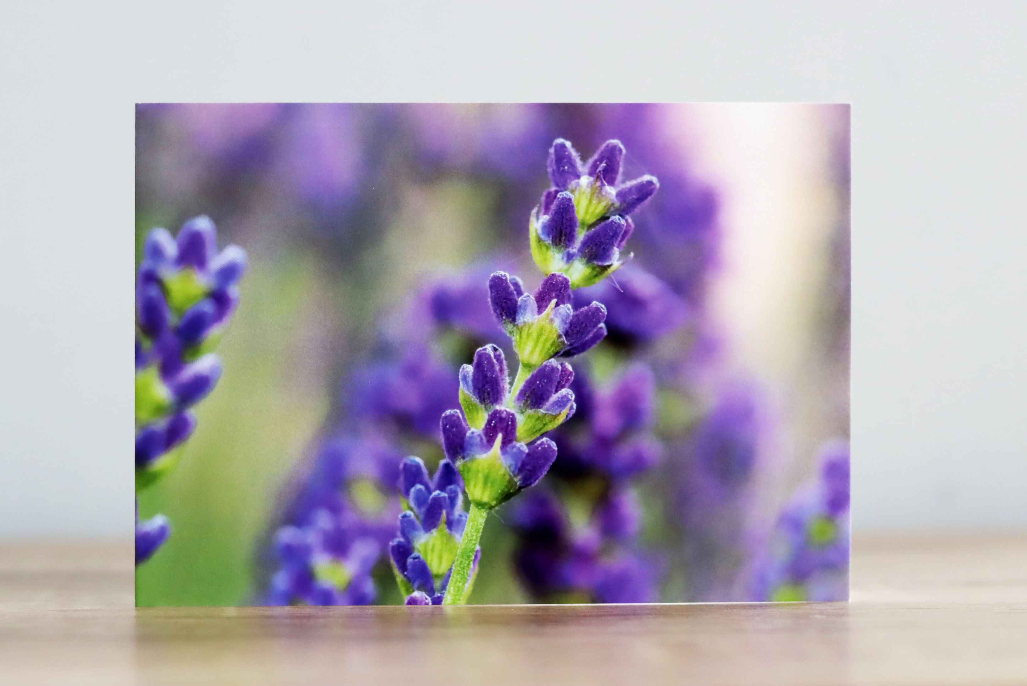 Lavender - Photographic Greeting Card