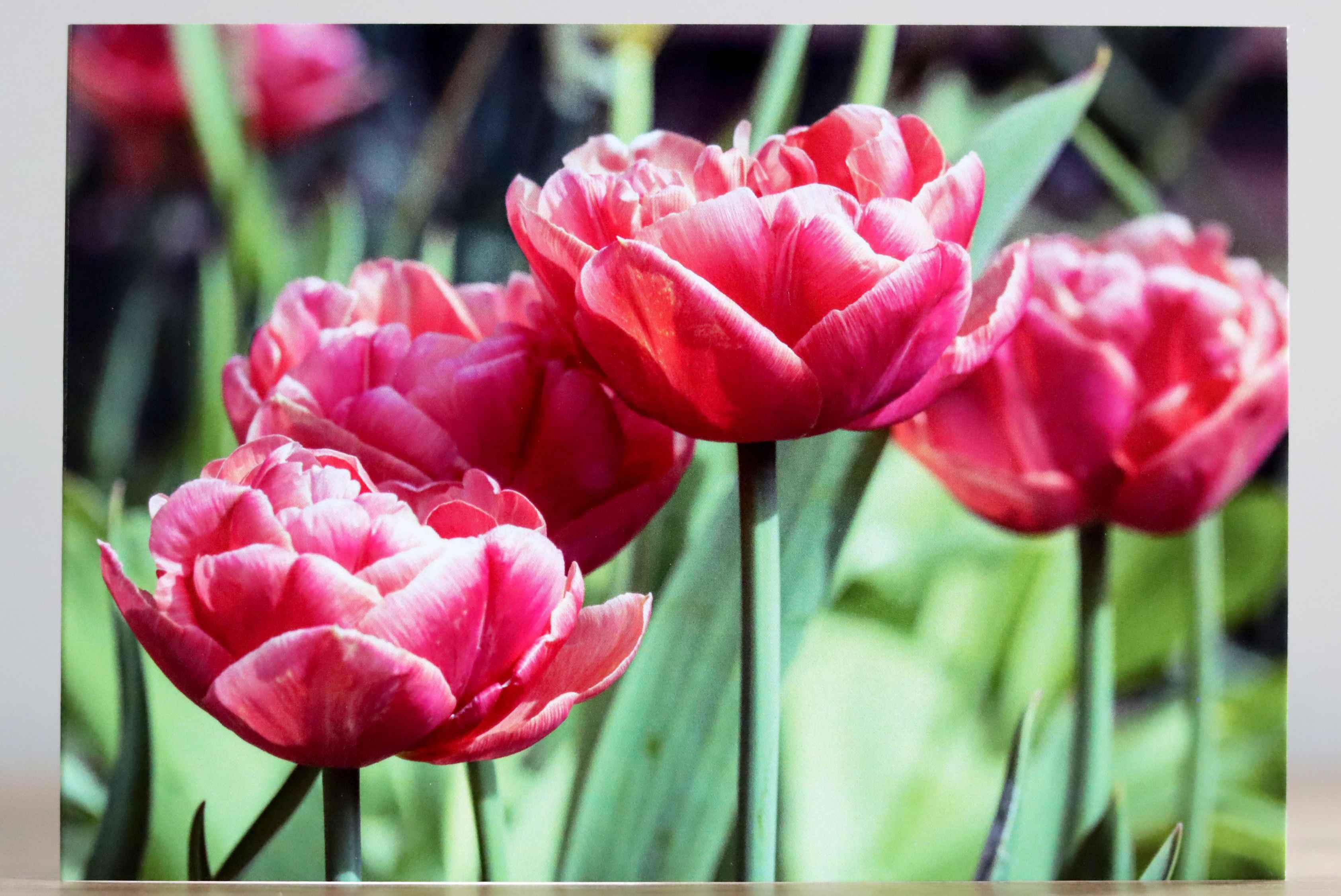 Four Tulips- Photographic Greeting Card