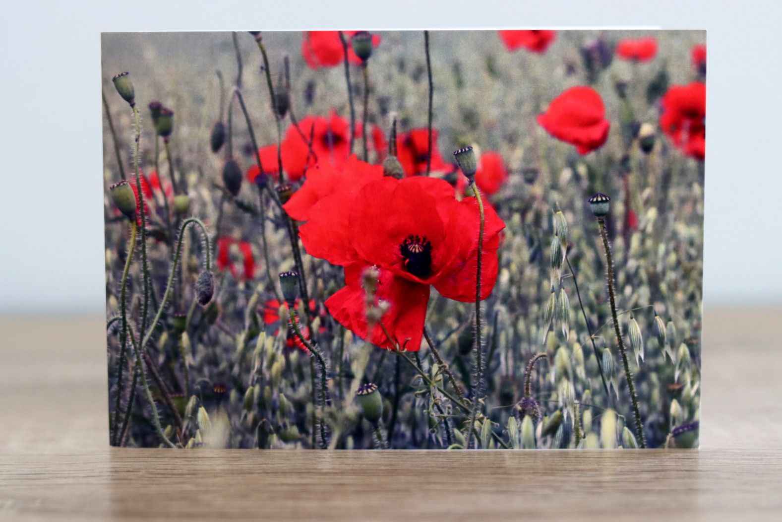Poppies - Photographic Greeting Card
