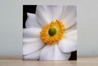 Anemone -Photographic Greeting Card