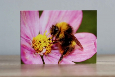 Bee on a Cosmos - Photographic Greeting Card