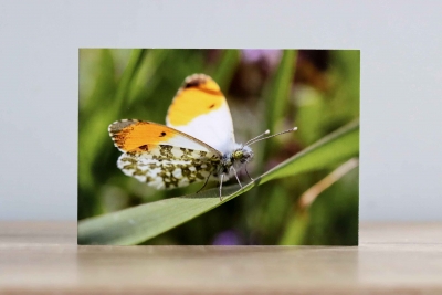 Orange tip Butterfly - Photographic Greeting Card