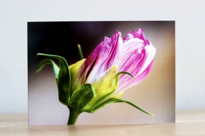 Cosmos- Photographic Greeting Card