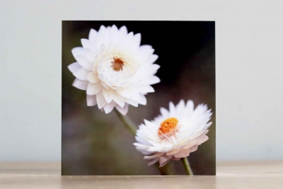 Daisies- Photographic Greeting Card