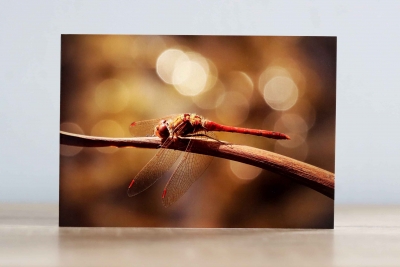 Dragonfly - Photographic Greeting Card