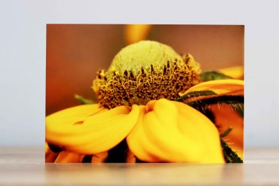 Rudbeckia - a Photographic Greeting Card