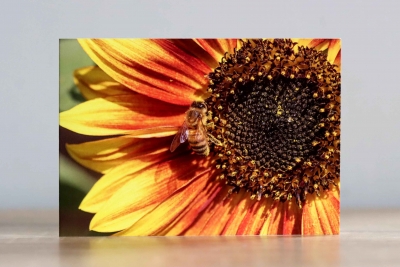 Sunflower - Photographic Greeting Card