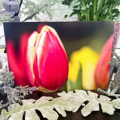 Tulip - Photographic Greetings Card