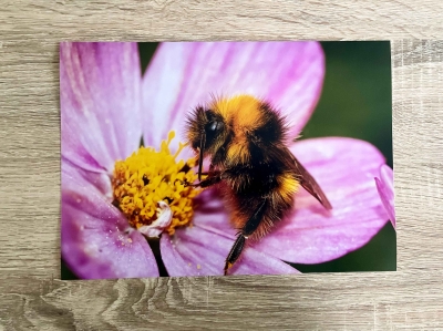 Bee on a cosmos - A4 Print
