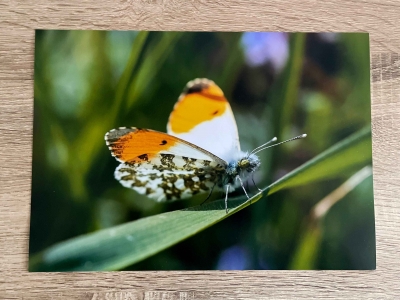 handmade-item handmade-gifts Orange-Tip Butterfly - A4 Print