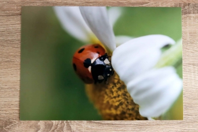 Ladybird - A4 Photographic Print