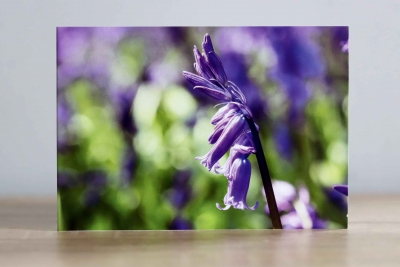 Bluebells - Photographic Greeting Card