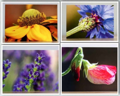 Summer Flowers - A collection four Summer flower themed photographic greeting cards