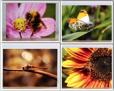 Insects- A collection four Insect themed photographic greeting cards