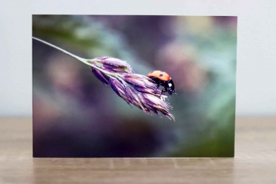 Ladybug - Photographic Greeting Card