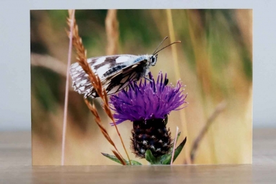 Marbled White - Photographic Greeting Card