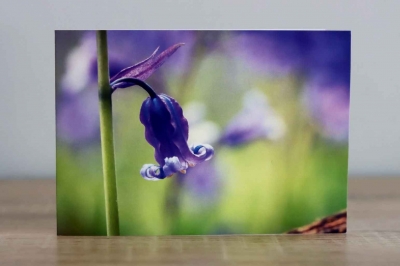 Lone Bluebell- Photographic Greeting Card