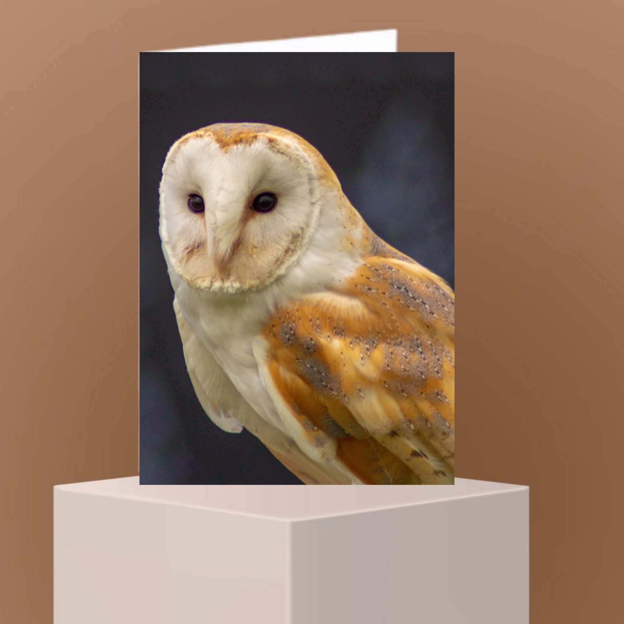Barn Owl Blank Greetings Card