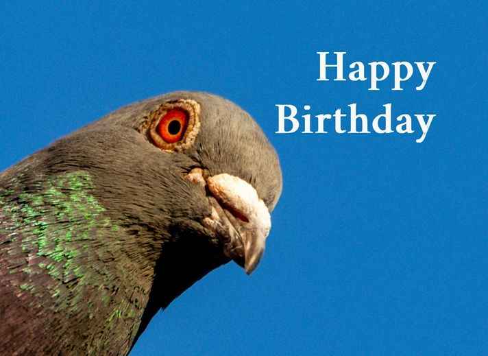 Pigeon Birthday Card