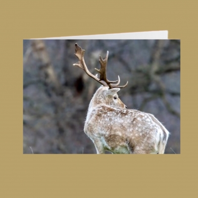 handmade-item handmade-gifts Roe Deer Blank Greetings Card