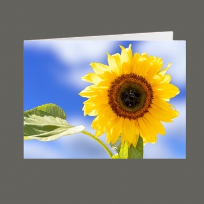 Sunflower Blank Greetings Card